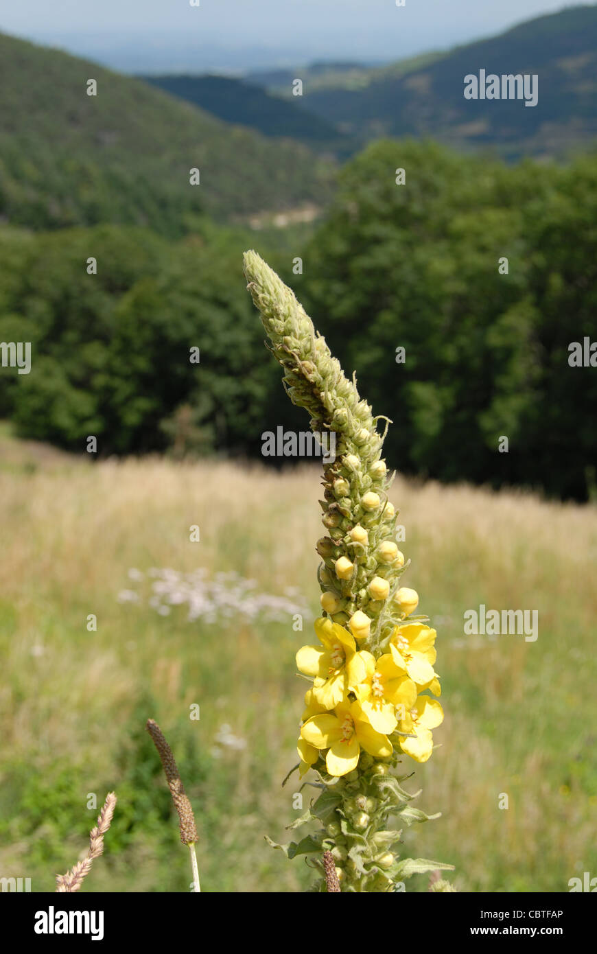 Common mullen or mullein flowering on a meadow in the Ard`che mountains in the Parc naturel regional des monts d'Ardèche Stock Photo
